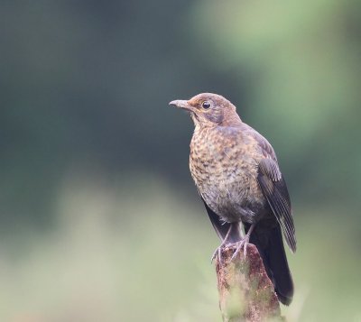 Merel - Common Blackbird