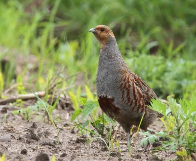 Patrijs - Grey Partridge