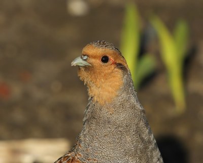 Patrijs - Grey Partridge