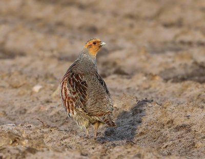 Patrijs - Grey Partridge