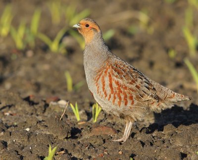 Patrijs - Grey Partridge