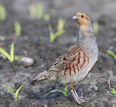 Patrijs - Grey Partridge