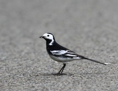Rouwkwikstaart - Pied Wagtail