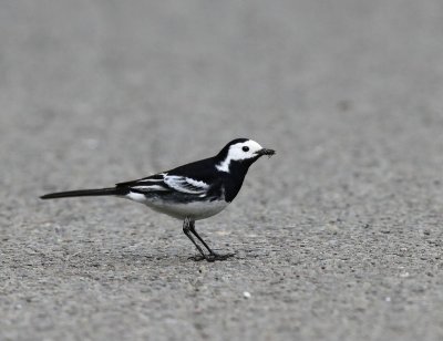 Rouwkwikstaart - Pied Wagtail