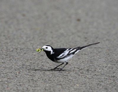 Rouwkwikstaart - Pied Wagtail