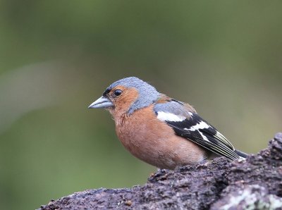 Vink - Common Chaffinch