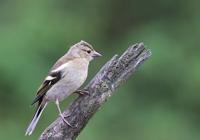 Vink - Common Chaffinch