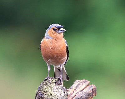 Vink - Common Chaffinch