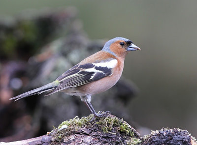 Vink - Common Chaffinch