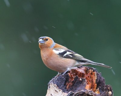 Vink - Common Chaffinch