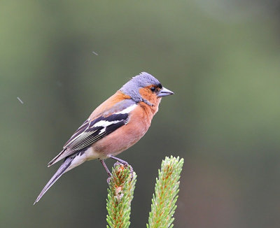 Vink - Common Chaffinch