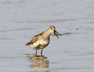 Bonte Strandloper - Dunlin