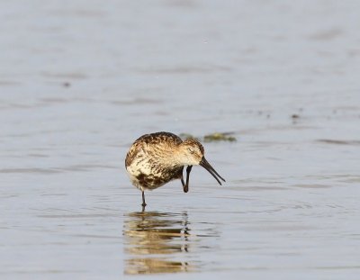 Bonte Strandloper - Dunlin