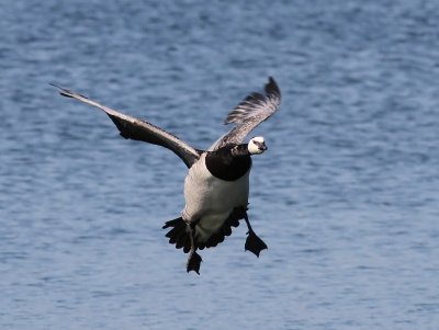 Brandgans - Barnacle Goose