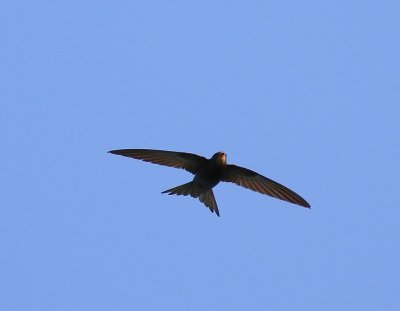 Gierzwaluw - Common Swift