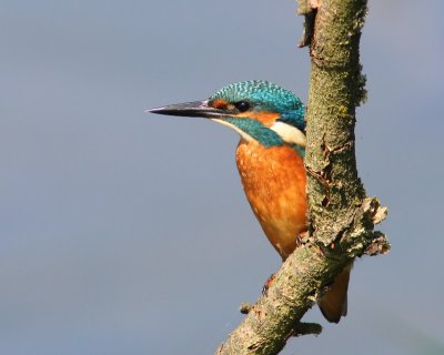 IJsvogel - Common Kingfisher