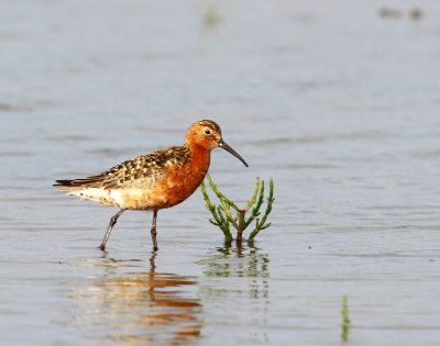 Krombekstrandloper - Curlew Sandpiper