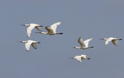 Lepelaars - Eurasian Spoonbills