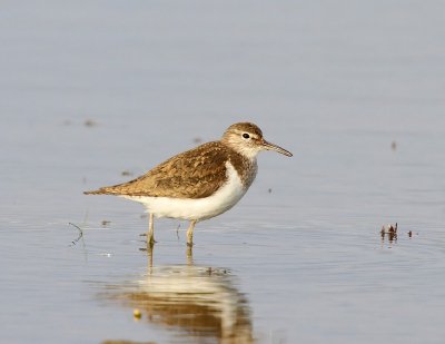 Oeverloper - Common Sandpiper