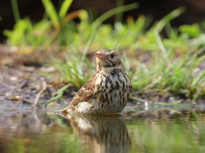 Boompieper - Tree Pipit