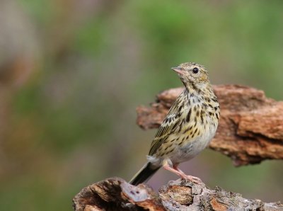 Boompieper - Tree Pipit
