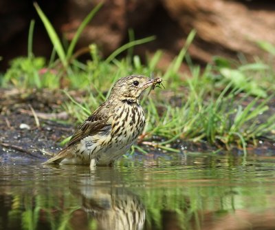 Boompieper - Tree Pipit