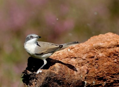 Braamsluiper - Lesser Whitethroat