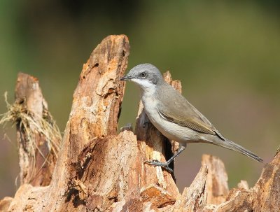 Braamsluiper - Lesser Whitethroat
