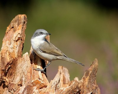 Braamsluiper - Lesser Whitethroat