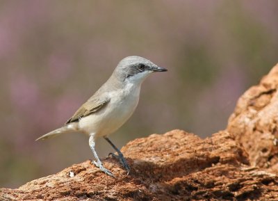 Braamsluiper - Lesser Whitethroat