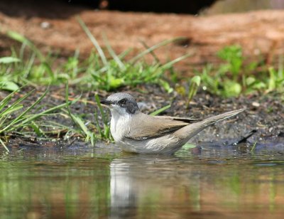 Braamsluiper - Lesser Whitethroat