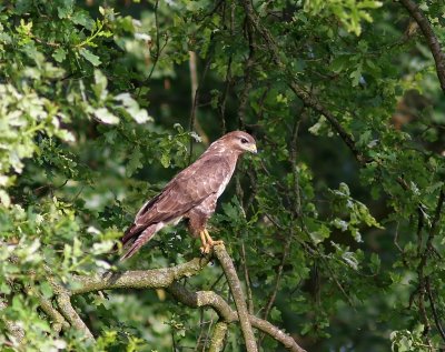 Buizerd - Common Buzzard
