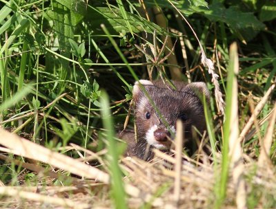 Bunzing - European Polecat