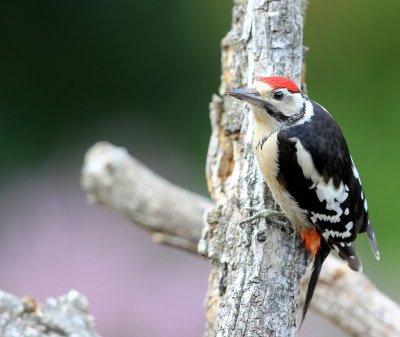 Grote Bonte Specht - Great Spotted Woodpecker