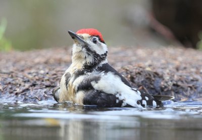 Grote Bonte Specht - Great Spotted Woodpecker