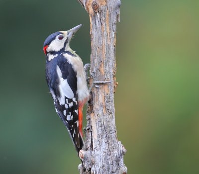Grote Bonte Specht - Great Spotted Woodpecker