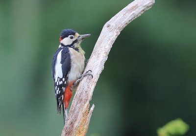 Grote Bonte Specht - Great Spotted Woodpecker