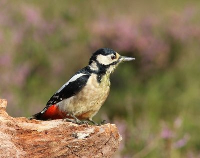 Grote Bonte Specht - Great Spotted Woodpecker