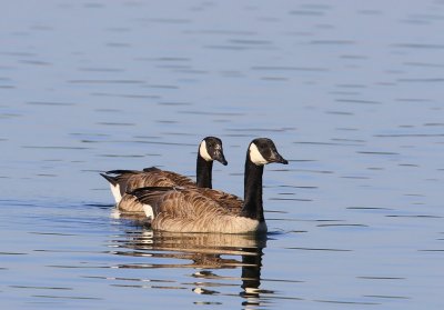 Grote Canadese Ganzen - Greater Canada Geese