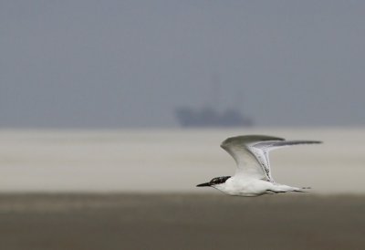 Grote Stern - Sandwich Tern