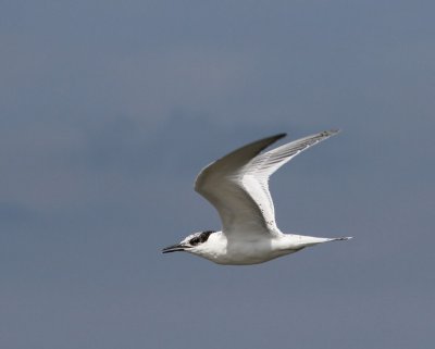 Grote Stern - Sandwich Tern