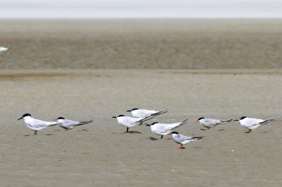 Grote Sterns - Sandwich Terns