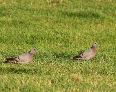 Holenduiven - Stock Doves