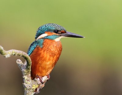 IJsvogel - Common Kingfisher