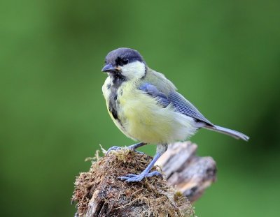 Koolmees - Great Tit