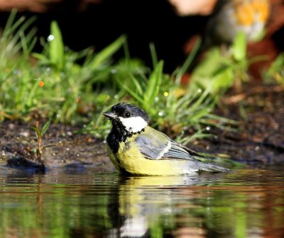 Koolmees - Great Tit