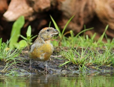 Kruisbek - Common Crossbill