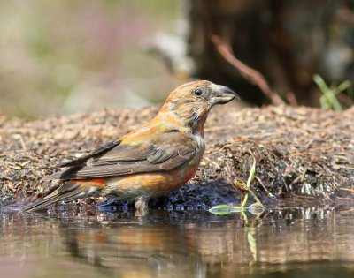 Kruisbek - Common Crossbill