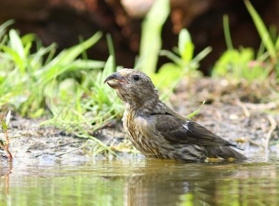 Kruisbek - Common Crossbill