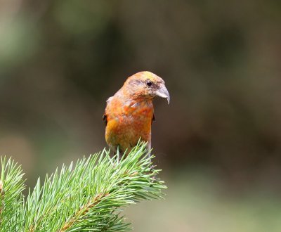 Kruisbek - Common Crossbill